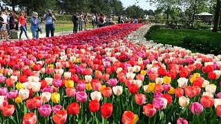 Tulips in Spring  Keukenhof garden Netherlands [upl. by Esya]