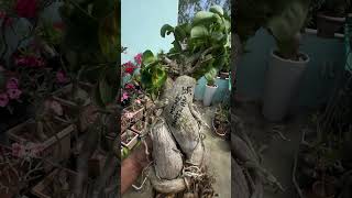 New entryamit terrace gardening bonsai arabicum mini thaiwanBeautiful PLANTfive years old [upl. by Zia]