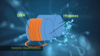 Histone Modification [upl. by Janis]