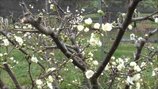 How to prune Plum trees [upl. by Drofliw]