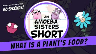 What is a Plants Food  Amoeba Sisters Shorts [upl. by Eneryt]