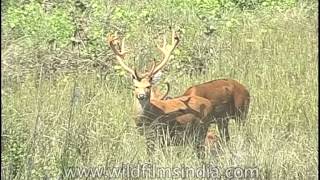 The Barasingha Swamp deer [upl. by Erdeid]