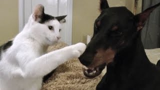 Pancake the kitten loves his Doberman [upl. by Waynant]