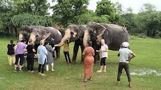 Feeding Bananas 🍌 to the elephant 🐘 [upl. by Chon498]