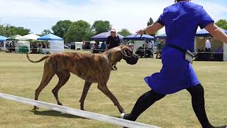 2024 Kyneton AG Show  Non Sporting Dogs [upl. by Naaman]