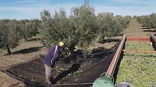 Recogida de aceituna Campaña 201819 en Olivar de lasolana2 [upl. by Brianna998]