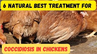 5 best organic remedies that will prevent and treat coccidiosis in chickens instantly [upl. by Katuscha]