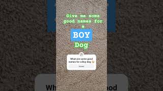 Give me good dog names for a BOY Dog dog pets pet owner fyp explore fypシ゚ cute gym rap [upl. by Conley933]