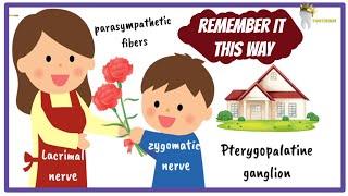 Learn the TRIGEMINAL NERVE This Way To Remember It Forever [upl. by Bullion]