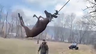 Hunters Rescue Distressed Deer Trapped in Rope Swing [upl. by Meagher]