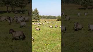 Wildlife Wonders of Siberia shorts wildlife shortsvideo animals [upl. by Ravaj421]