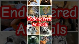 Endangered animals Save them animals endangered [upl. by Erastus]