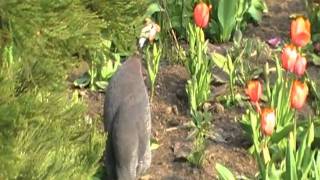 helmeted guineafowl sings [upl. by Verile]