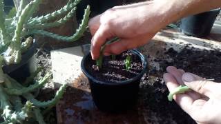 How to grow cactus from cutting Orbea variegata Stapelia variegata [upl. by Sherris769]