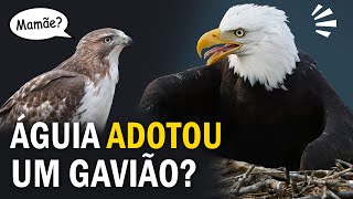 Uma ÁGUIA SELVAGEM que adotou um gavião Ornitólogo Responde 38 [upl. by Irol]