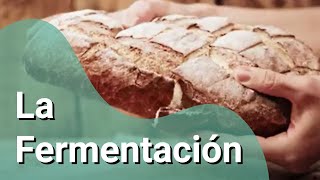 ¿Cómo funciona la fermentación [upl. by Hedvah804]