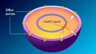 pBR322 Gene Cloning Vector Explained  Biotechnology biologyexams4u [upl. by Meibers]