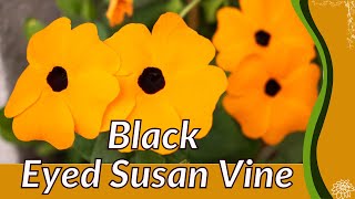 BLACK EYED SUSAN VINE Growing and Care Tips Thunbergia alata [upl. by Lynden]