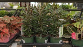 False Aralia  greengate Garden Centres [upl. by Vipul]