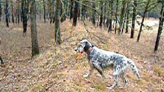 quail hunting in greenwood state forest nj 004 [upl. by Airalednac490]