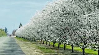 Driving by Fresno Blossom Trail to Horse Creek Campground [upl. by Llerat]