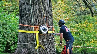 How Harken Winches can be used in Arborism for Controlled Felling [upl. by Rice]