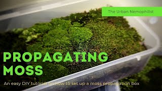 How to setup a moss propagation box  How to grow moss [upl. by Adi319]