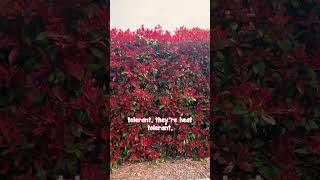 Photinia Red Robin is the Hardiest and Most Colourful Hedge [upl. by Noryt]