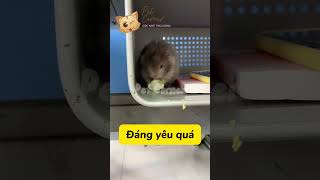 1 ngày mang chuột Hamster đến trường học  Pet Corner [upl. by Alak]