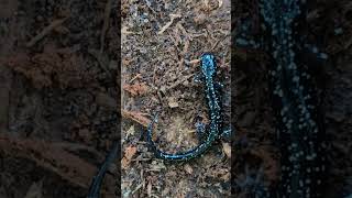 Kiamichi Slimy Salamander  2024 Year List [upl. by Ydneh]