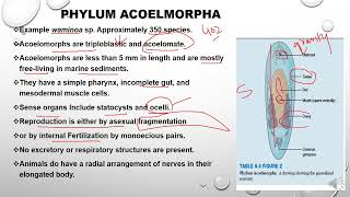 Phylum Acoelomorpha [upl. by Svoboda]