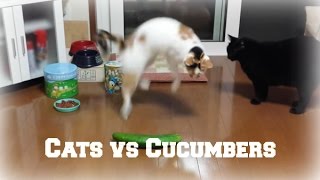 Cats and Cucumbers Compilation [upl. by Aivirt]