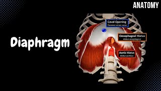 Diaphragm  Origin Points Openings and Coverings [upl. by Stockwell303]