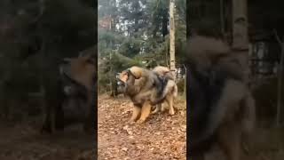 Tibetan mastiff vs cocoasian shepherd tibetanmastiff viralshort shorts [upl. by Nalla]