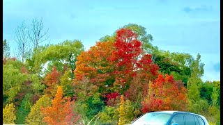 Stunning Fall Colors on the Road from Toronto to Barrie  Autumn Driv [upl. by Lowenstern582]