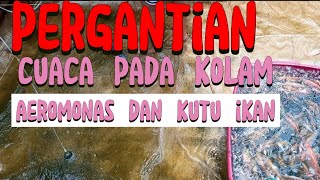 WASPADA AEROMONAS DAN JAMUR IKAN [upl. by Iggam]