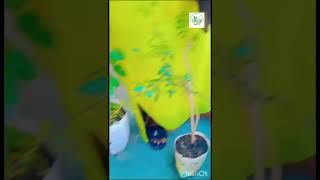 🇲🇷 Les jeunes plantes horticole agriculture entrepreneur afrique farming investissement [upl. by Borries303]