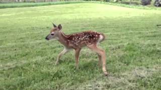 Baby deer squeaks [upl. by Bradeord801]