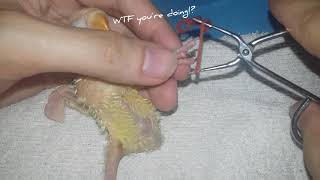 Fixing splayed legs of an african lovebird chick [upl. by Dobb]