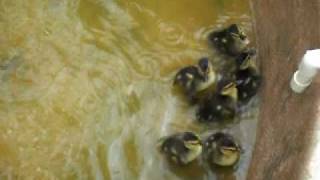 9 Ducklings Rescued From Fountain [upl. by Yracaz80]