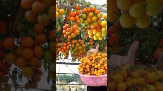 No need to spend money to buy seeds grow Tomatoes this way many fruits and high yieldsshort [upl. by Harshman]