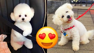 Bichon Frise — Cute And Adorable Videos And Tik Toks Compilation [upl. by Jer]