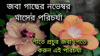 জবা গাছের নভেম্বর মাসের পরিচর্যা  শীতে প্রচুর জবা পেতে করুন এই পরিচর্যা [upl. by Airotnahs]