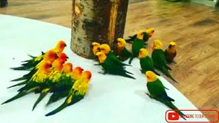 Birds Funny War  Sun Conure Vs Jandy Conure [upl. by Zampardi]