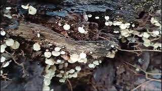 Opportunistic community of basidiomycetes Crepidotus Trametes Trichaptum [upl. by Riana]