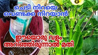 ഒരാഴ്ച കൊണ്ട് ചെടിയിൽ വെണ്ടക്ക നിറയും  Venda Krishi Malayalam [upl. by Neleag399]