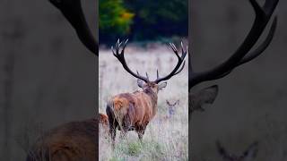 Regele pădurilor 🦌🌲cerb toamna fallseason deer forest [upl. by Damon]