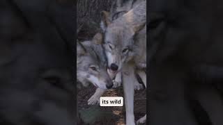 Dog vs Wolf Nature’s Ultimate Showdown 🐕🐺 [upl. by Nylrats]