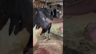 PostCesarean Wound Care Nurturing New Mothers on the Farm veterinary cows farm [upl. by Mal598]