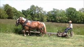 Haflinger team mowing hay [upl. by Riggs]